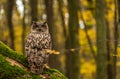 An eurasian eagle owl Royalty Free Stock Photo