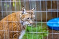 Captive Eurasian Lynx in a Zoo