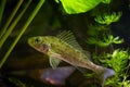 captive Eurasian ruffe, dominant wild freshwater fish, omnivore coldwater species, hornwort and yellow water lily vegetation