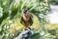 Captive Falconer`s Aplomodo Falcon Falco femoralis held by his owner in Mexico