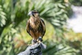 Captive Falconer`s Aplomodo Falcon Falco femoralis Held by His Owner in Mexico