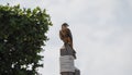 Captive Falconer`s Aplomodo Falcon Falco femoralis Perched on a Post in Mexico