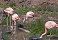 Captive Flamingos Feeding