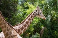 Captive giraffe Royalty Free Stock Photo