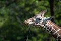 Captive giraffe feeding at a zoo Royalty Free Stock Photo