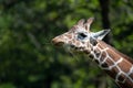 Captive giraffe feeding at a zoo Royalty Free Stock Photo