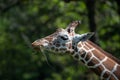 Captive giraffe feeding at a zoo Royalty Free Stock Photo