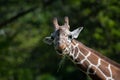 Captive giraffe feeding at a zoo Royalty Free Stock Photo