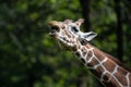 Captive giraffe feeding at a zoo Royalty Free Stock Photo