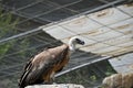 Captive griffon vulture-white head