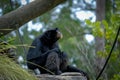 Captive howler monkey(Alouatta sp) staring into the distance