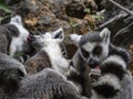 Ring tailed lemur Royalty Free Stock Photo