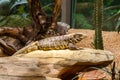 Captive lizard at a zoo basking in the sun