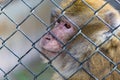 Captive macaque monkey Royalty Free Stock Photo