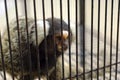 The captive monkey Royalty Free Stock Photo