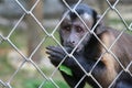 Captive monkey inside a cage Royalty Free Stock Photo