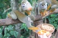 Captive monkey inside a cage Royalty Free Stock Photo