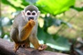 Captive monkey inside a cage Royalty Free Stock Photo