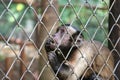 Captive monkey inside a cage Royalty Free Stock Photo