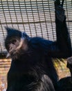 Captive monkey seated and scratching its paws on the ground. Royalty Free Stock Photo