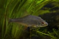 captive omnivore wild freshwater fish common roach, European river planted biotope aquarium, adaptable coldwater elodea, bur-reed