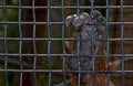 Captive orangutan hand Royalty Free Stock Photo