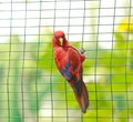 Captive parakeet