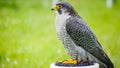 A captive Peregrine Falcon Falco peregrinus perching