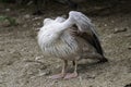 Pink-backed pelican Pelecanus rufescens Royalty Free Stock Photo