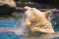 Captive polar bear splashes and shakes his fur while swimming in a zoo in san diego southern california USA Royalty Free Stock Photo