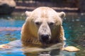 Captive polar bear splashes and shakes his fur while swimming in a zoo in san diego southern california USA Royalty Free Stock Photo