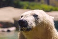 Captive polar bear splashes and shakes his fur while swimming in a zoo in san diego southern california USA Royalty Free Stock Photo