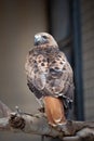 Captive red tail hawk looking back at camera Royalty Free Stock Photo