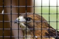 Captive Red-tailed hawk Royalty Free Stock Photo