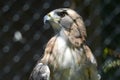 Captive Redtail Hawk Cameo Royalty Free Stock Photo