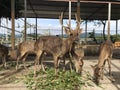 Captive Reindeers Eating In Enclosure