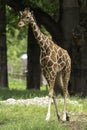 Reticulated giraffe Giraffa camelopardalis reticulata Royalty Free Stock Photo