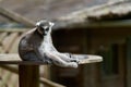 ring-tailed lemur, lemur catta in an animal park Royalty Free Stock Photo