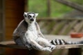 a captive sitting alert ring-tailed lemur, lemur catta Royalty Free Stock Photo