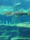 Snook at Sea World Orlando Florida