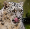 Captive snow leopard licking it`s lips