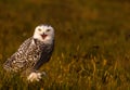 A snowy owl Royalty Free Stock Photo