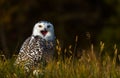 A snowy owl Royalty Free Stock Photo