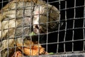 Captive squirrel monkey eating food Royalty Free Stock Photo