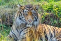 Captive Sumatran Tigers Rests in the Shade