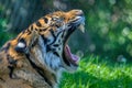 Captive Sumatran Tigers Yawns on a Hot Summer Day