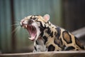 captive sunda clouded leopard yawning, showing teeth