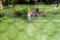 Captive Tiger in Water Royalty Free Stock Photo