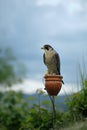 Captive trained peregrine falcon predator bird for falconry resting on perch in nature Royalty Free Stock Photo