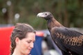 Captive wedge tailed eagle with female trainer / handler